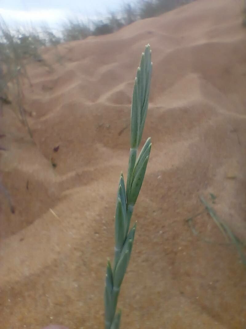 Thinopyrum acutum flower