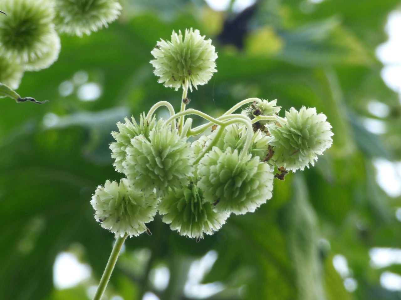 Montanoa hibiscifolia fruit