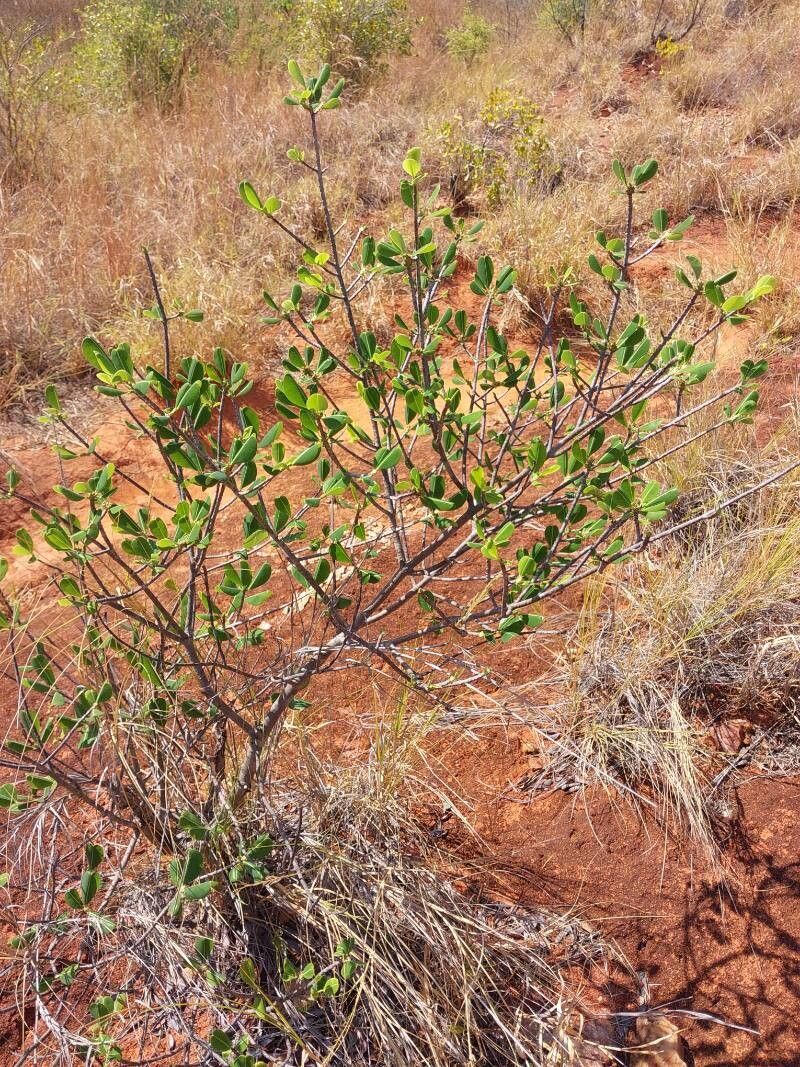 Erythroxylum leandrianum habit
