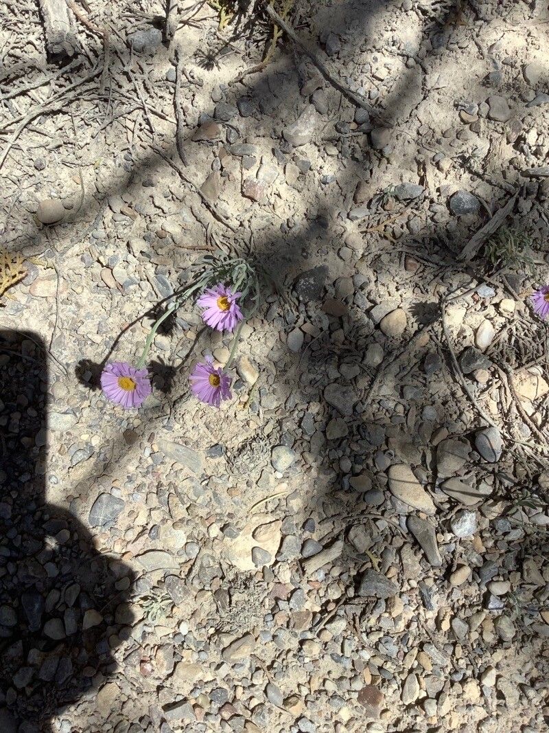 Erigeron clokeyi — search result for 'Erigeron'