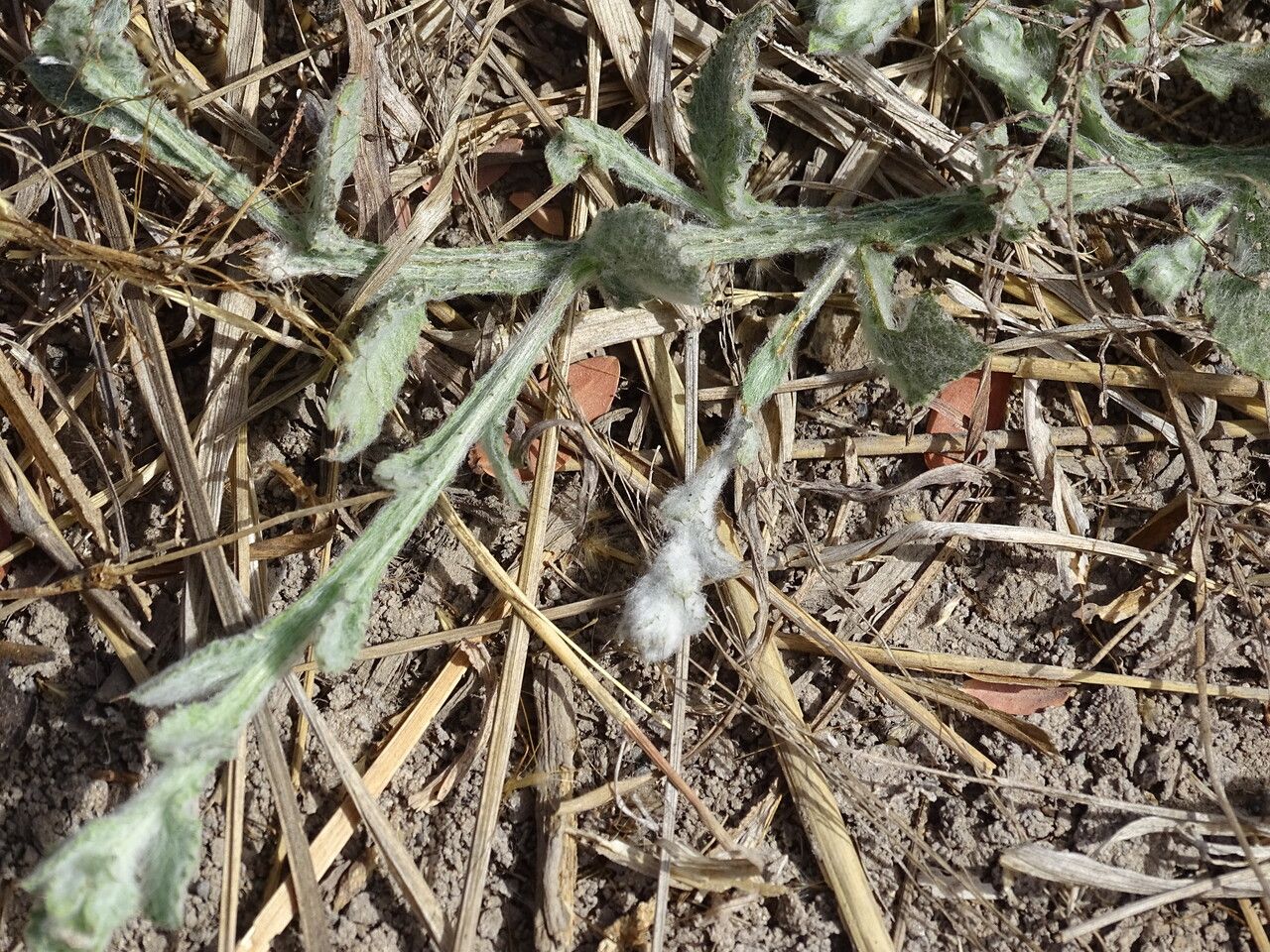 Sphaeranthus senegalensis bark