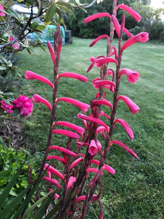 Chasmanthe aethiopica flower