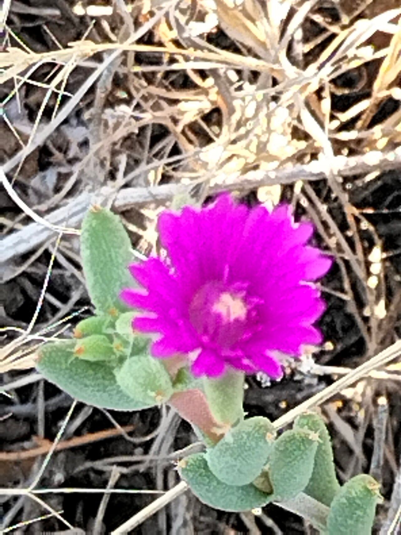 Trichodiadema setuliferum flower
