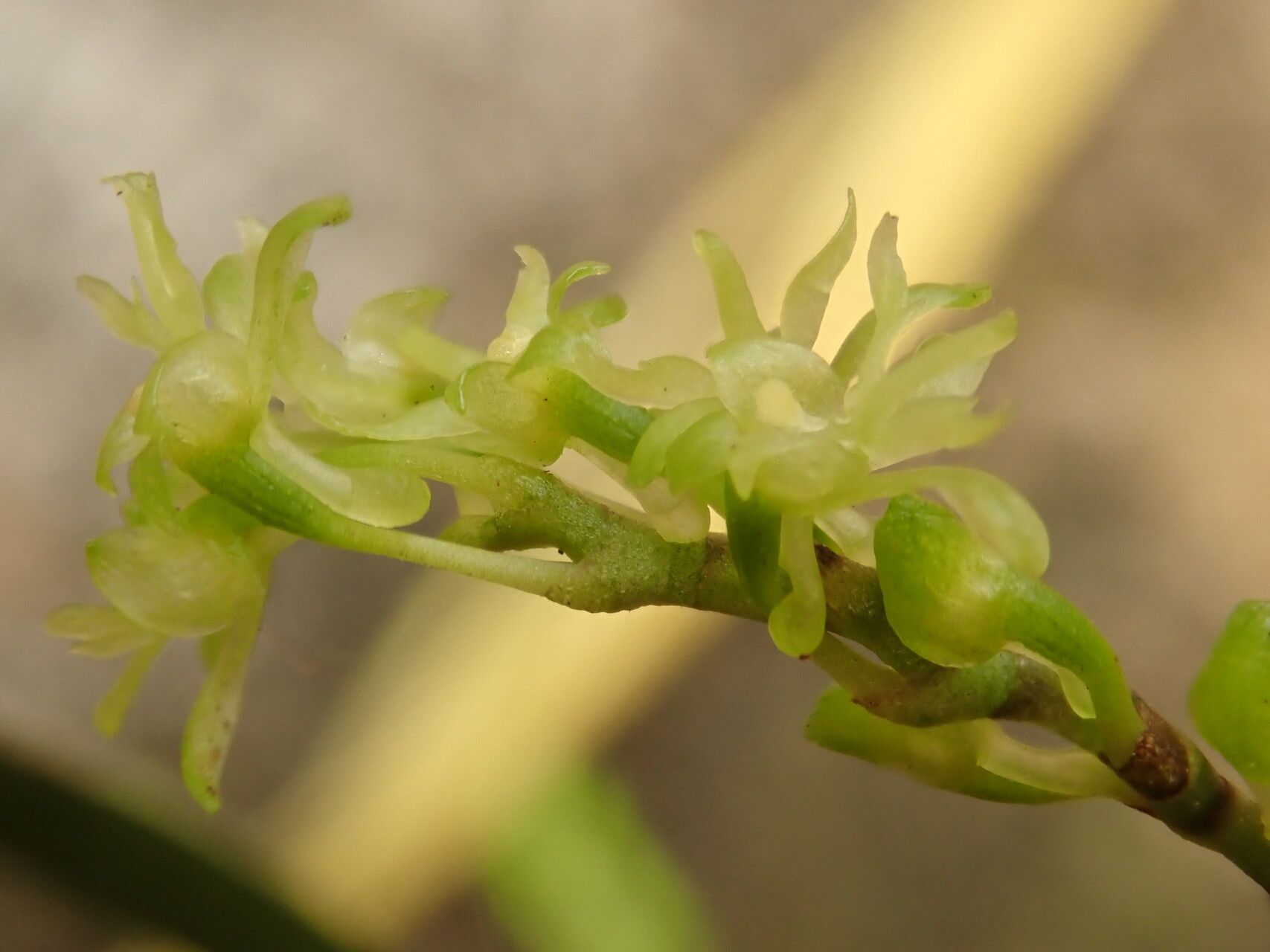 Angraecopsis tridens flower