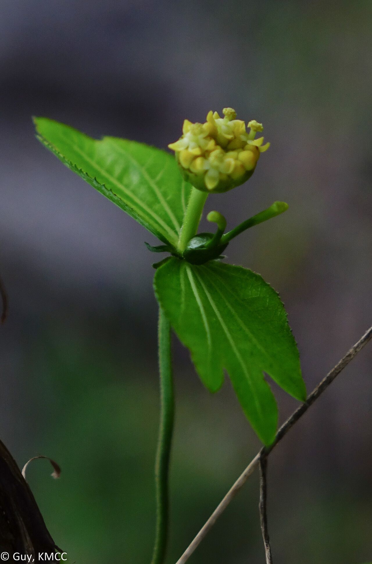 Dalechampia chlorocephala flower