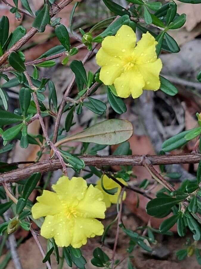 Hibbertia monogyna flower