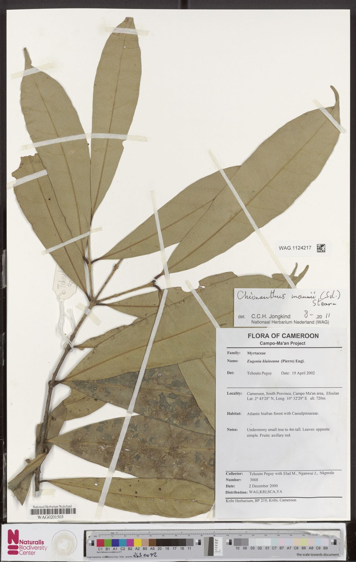 Noronhia cameroonensis — houseplant care guide