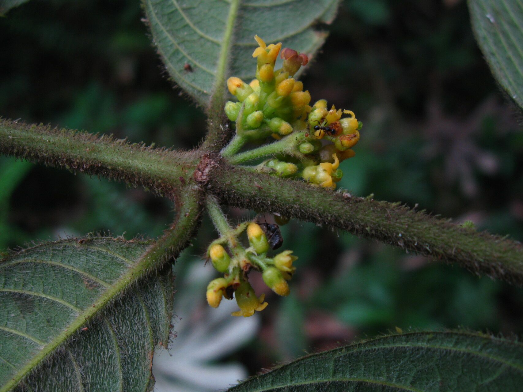 Pauridiantha dewevrei flower