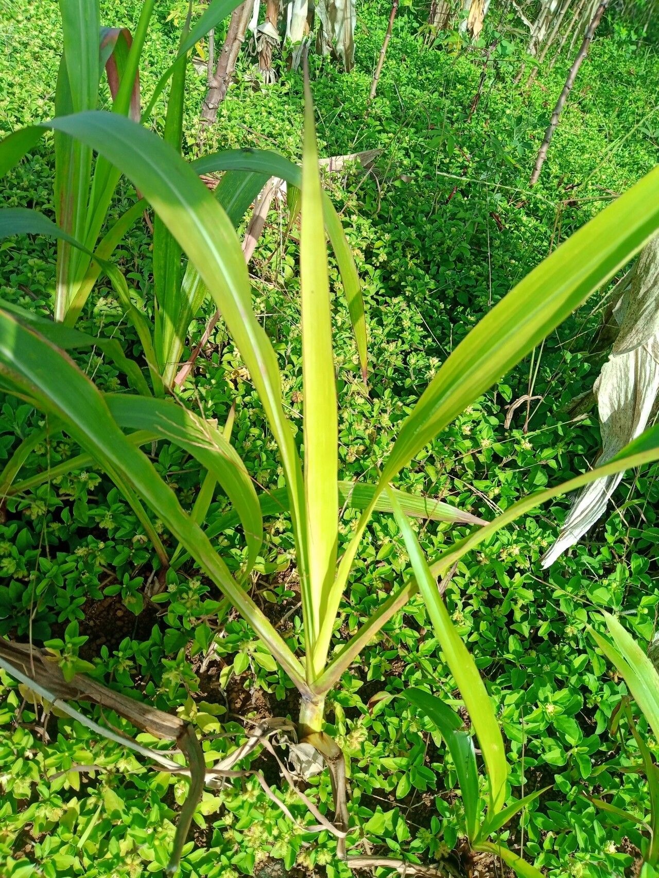 Tripsacum laxum leaf