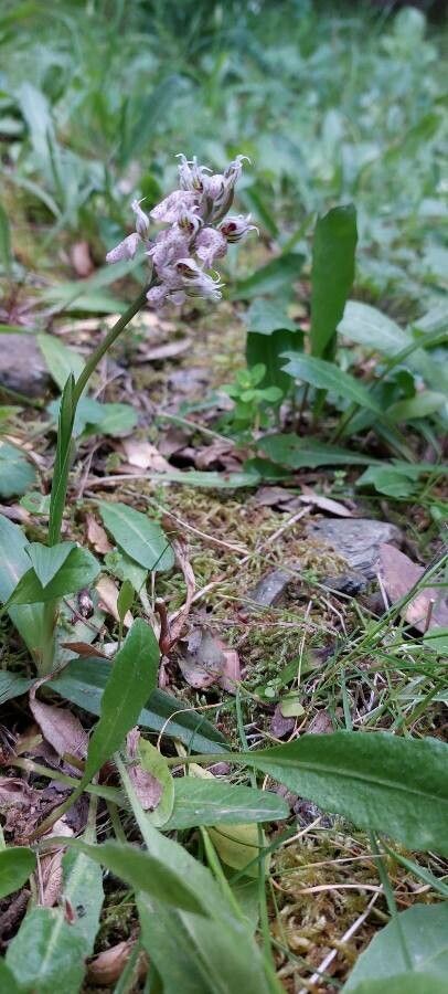 Neotinea lactea habit