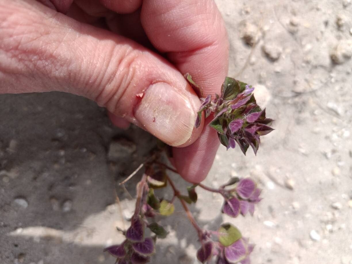 Clinopodium graveolens flower