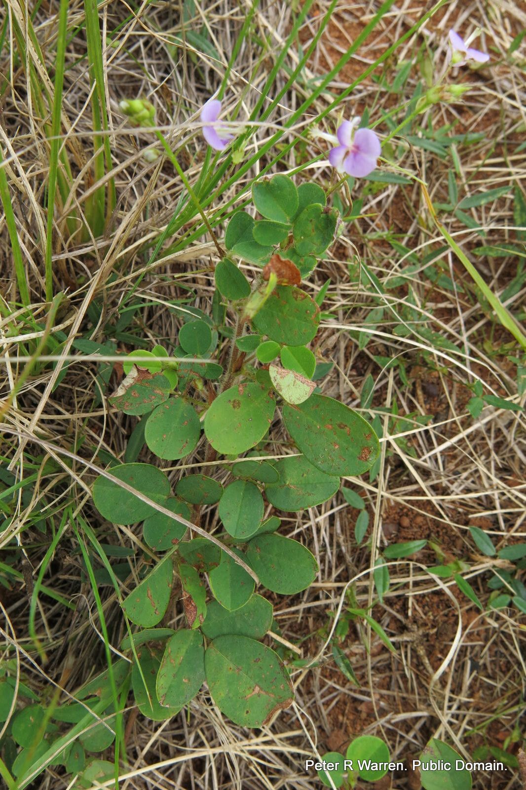 Grona setigera habit