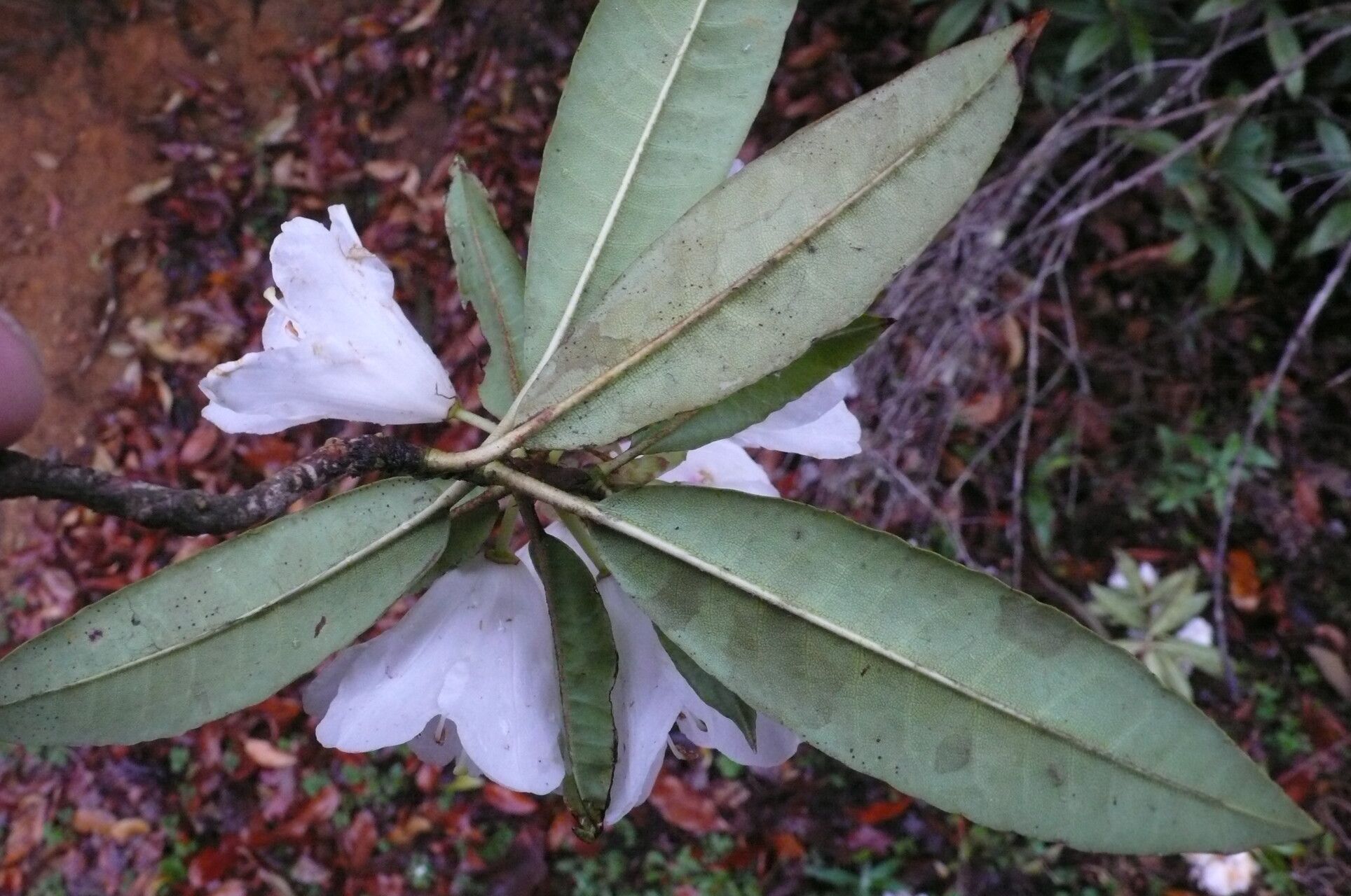 Rhododendron araiophyllum — houseplant care guide