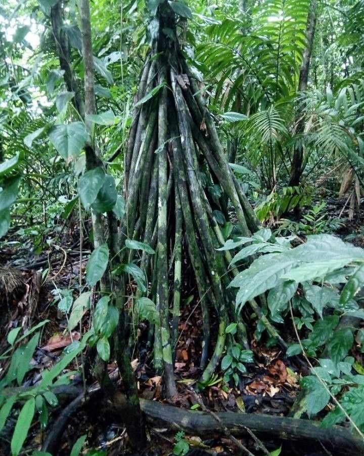 Iriartea deltoidea bark