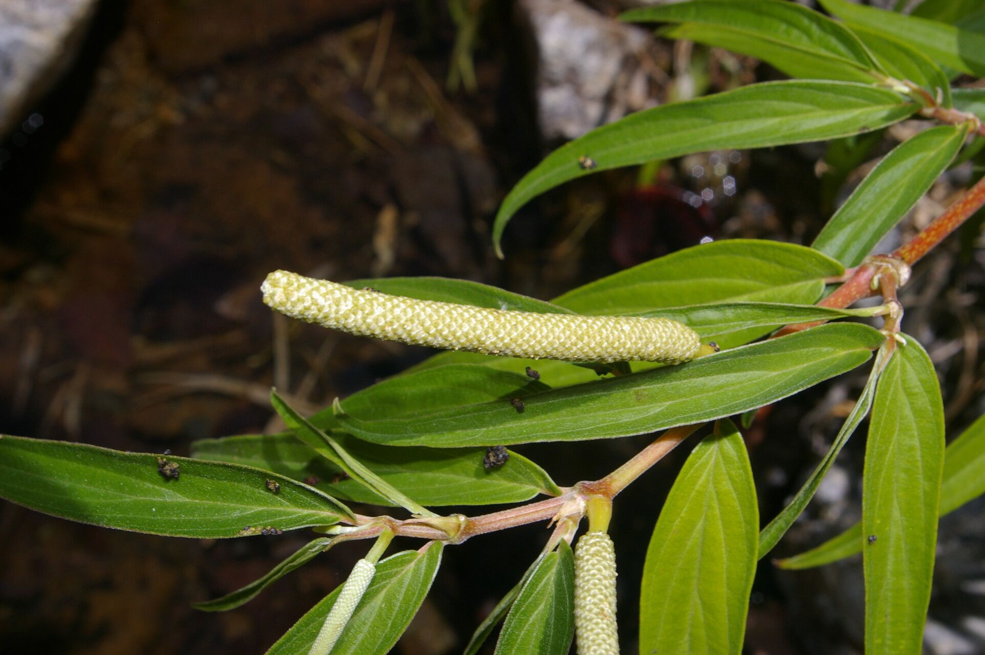 Piper flavidum — houseplant care guide