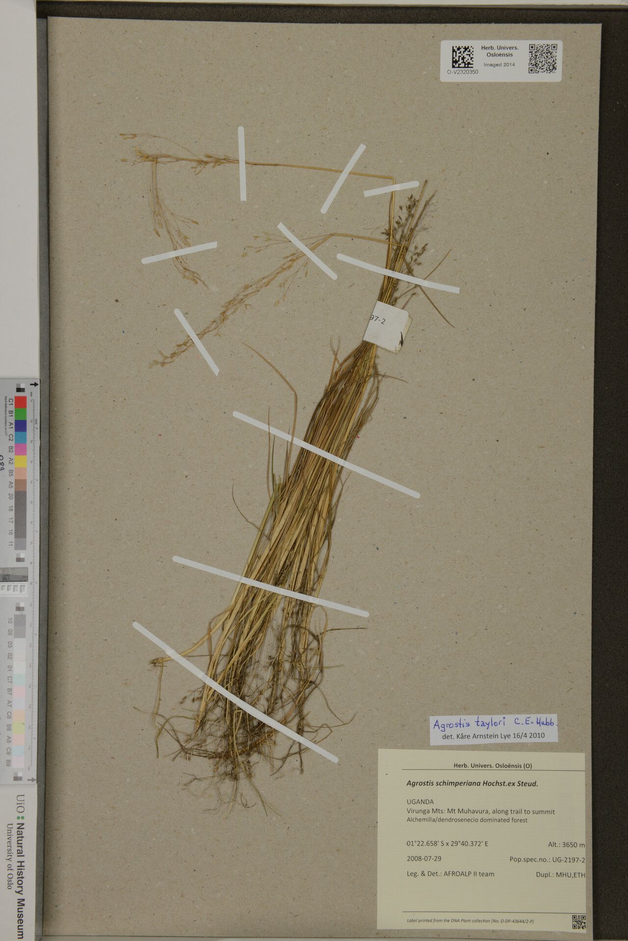 Agrostis taylorii — houseplant care guide