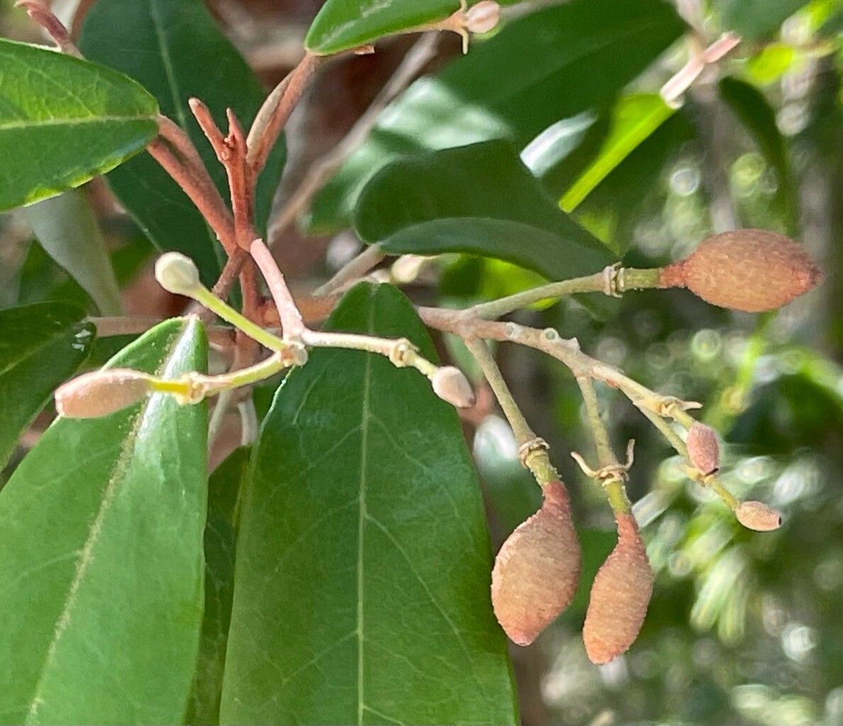 Morisonia ferruginea fruit
