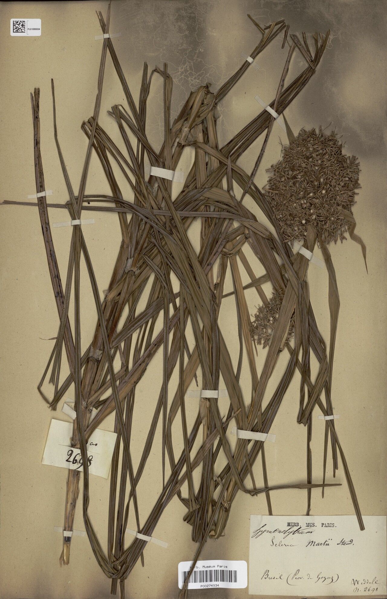 Scleria martii fruit