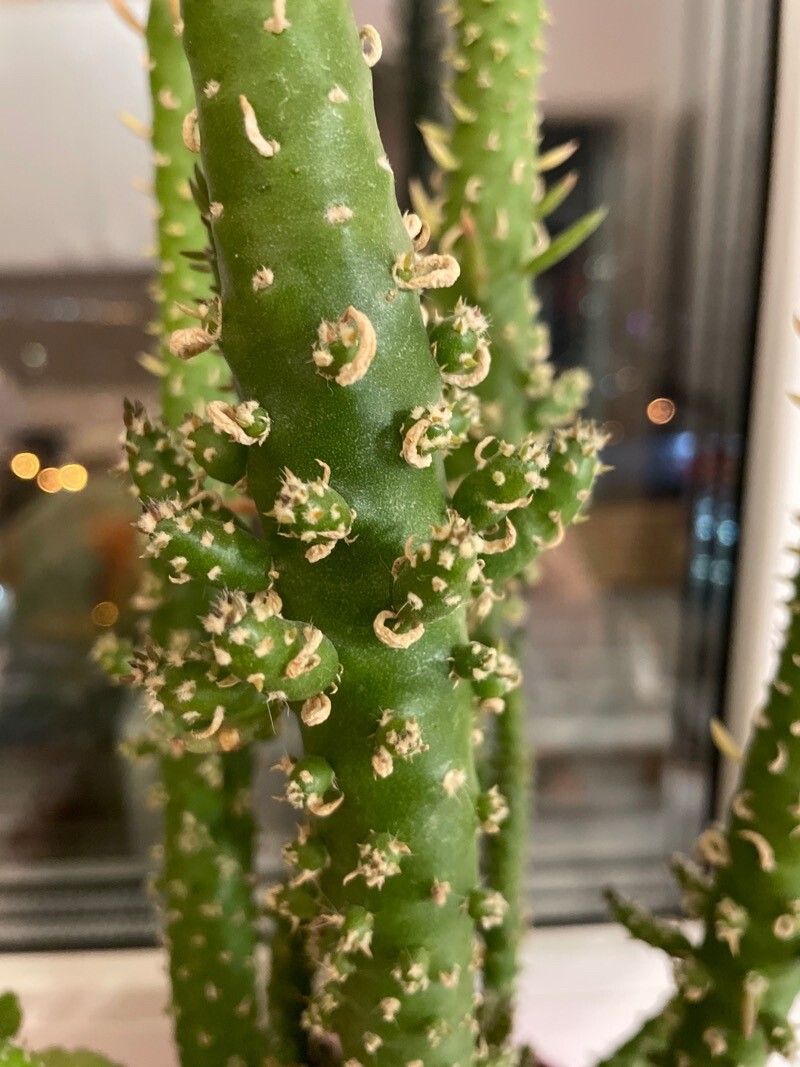 Austrocylindropuntia verschaffeltii — search result for 'Austrocylindropuntia'