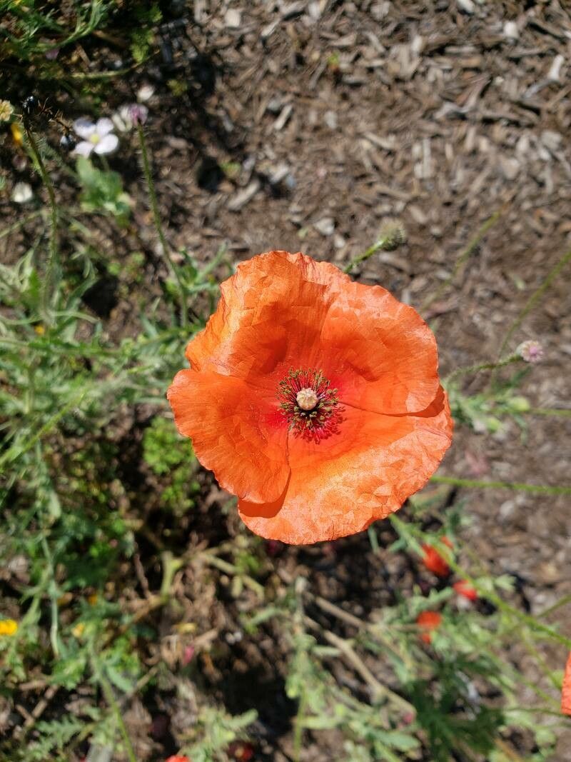 Papaver nudicaule flower