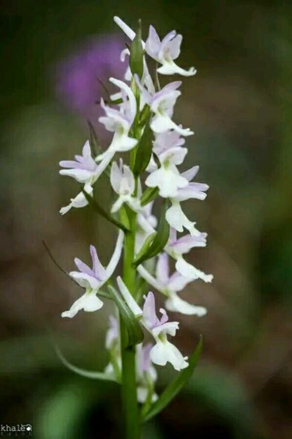 Dactylorhiza romana flower