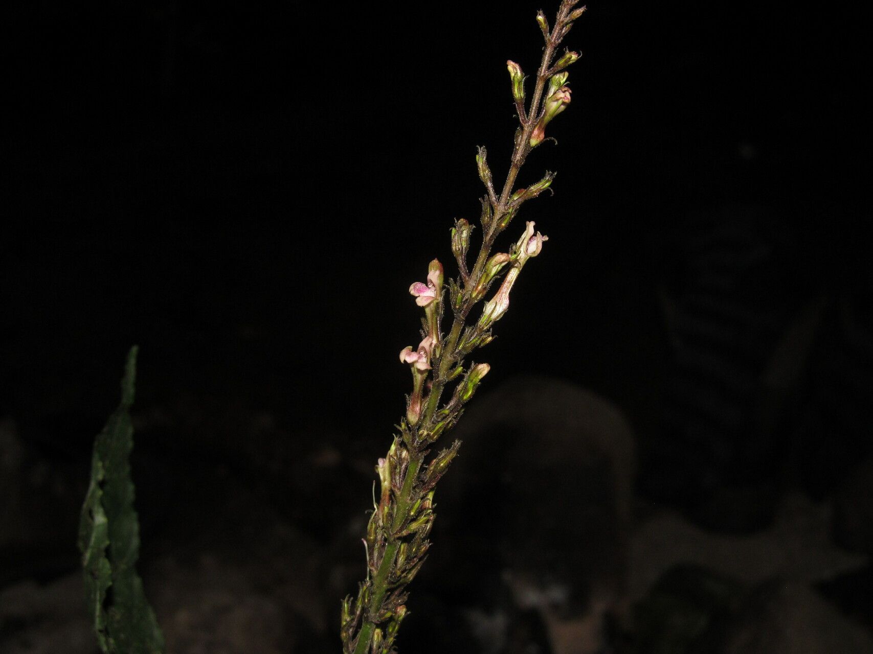 Asystasia lindauiana flower