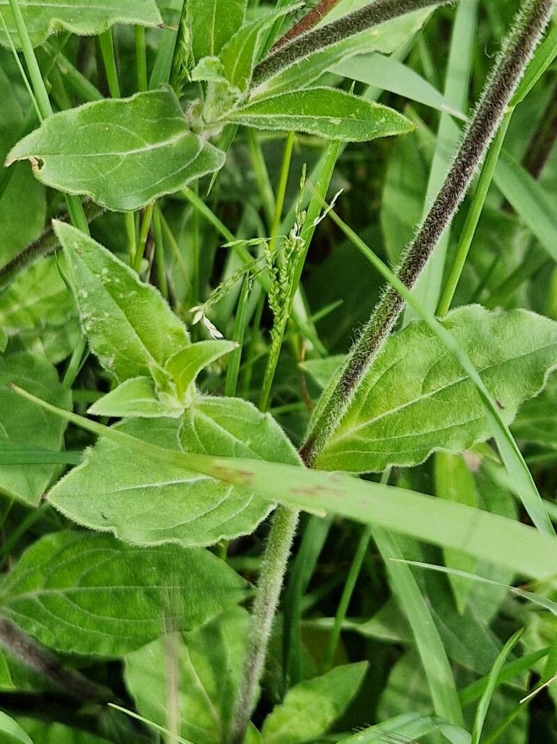 Silene × hampeana leaf