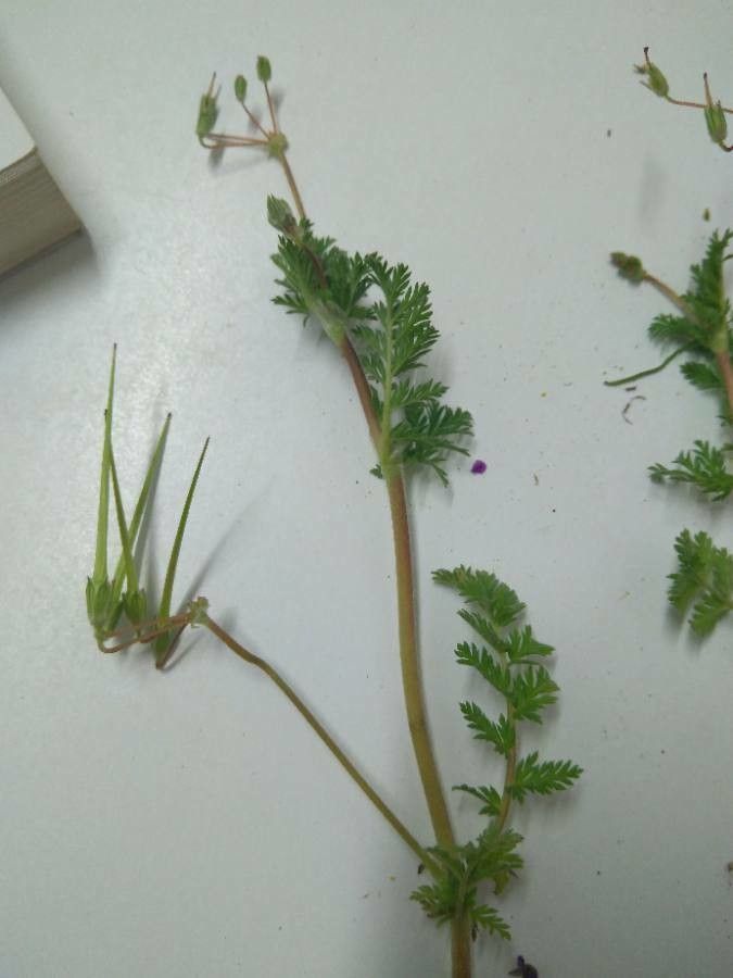 Scandix australis leaf