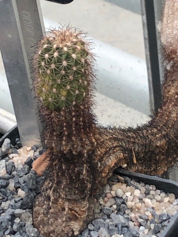 Echinocereus pamanesiorum — search result for 'Echinocereus'