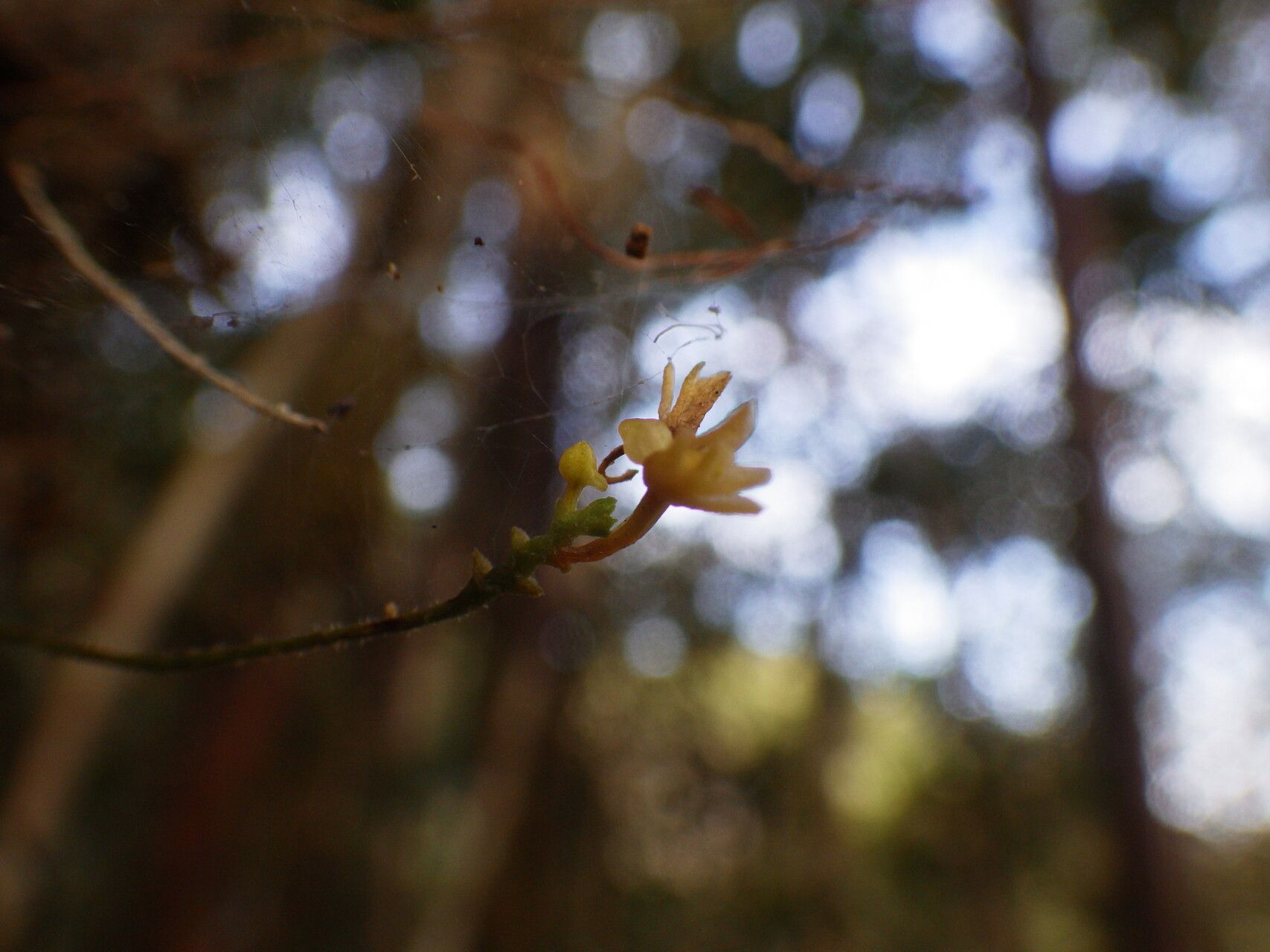 Taeniophyllum pyriforme flower