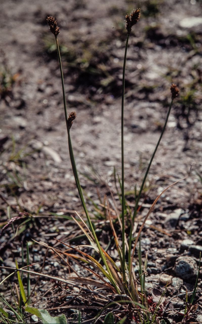 Carex lachenalii fruit