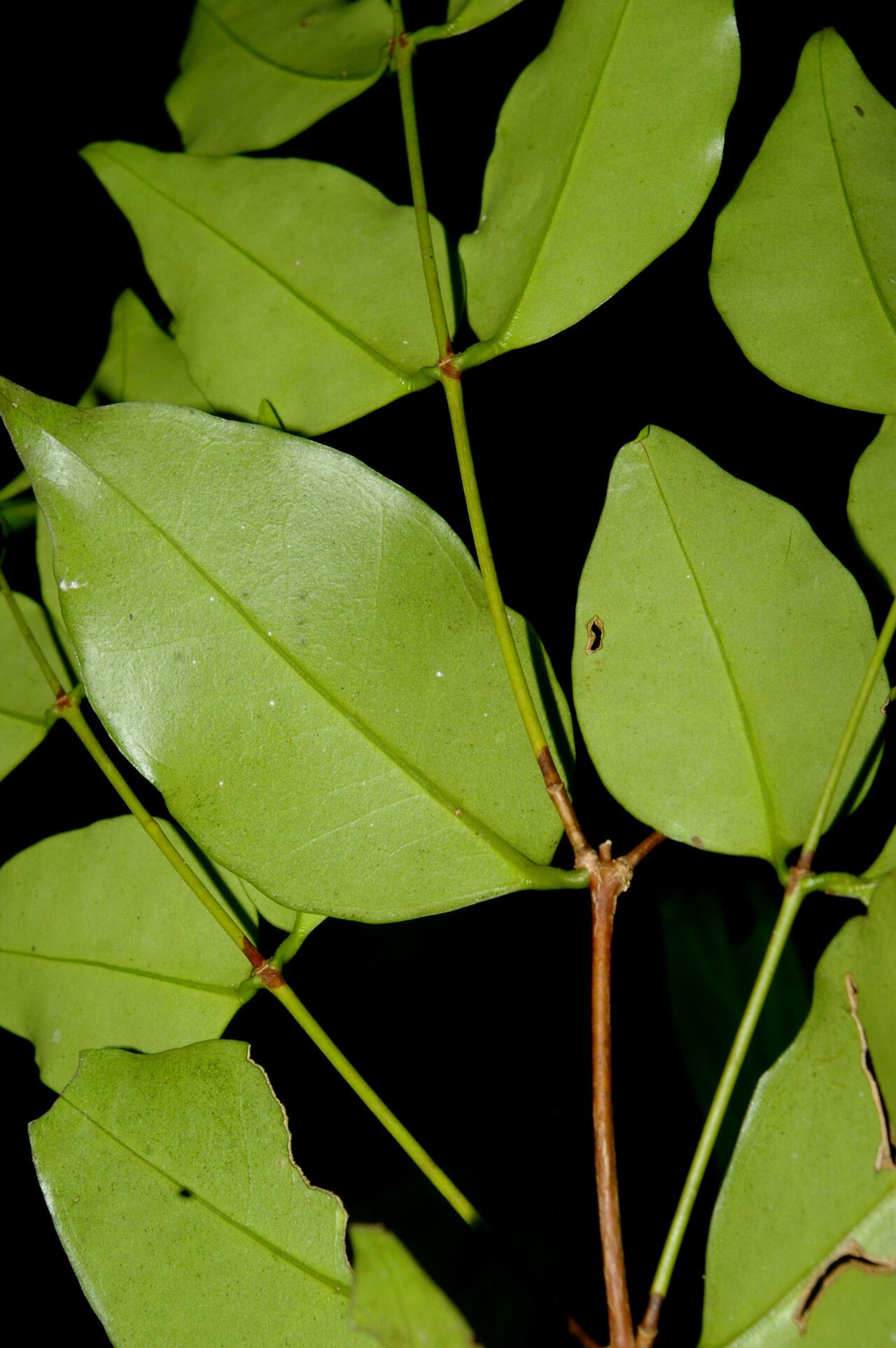 Mouriri tuberculata leaf