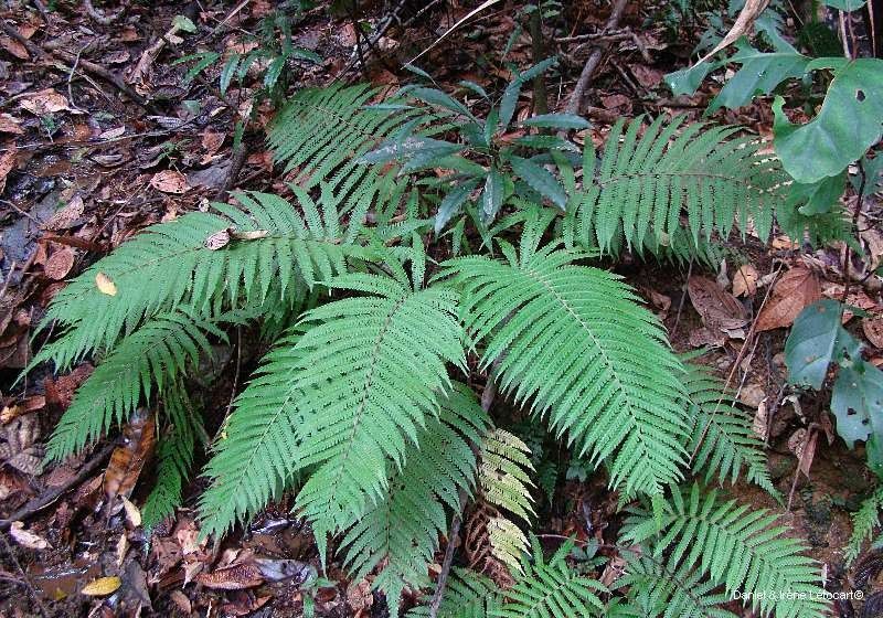 Thelypteris richardsii habit