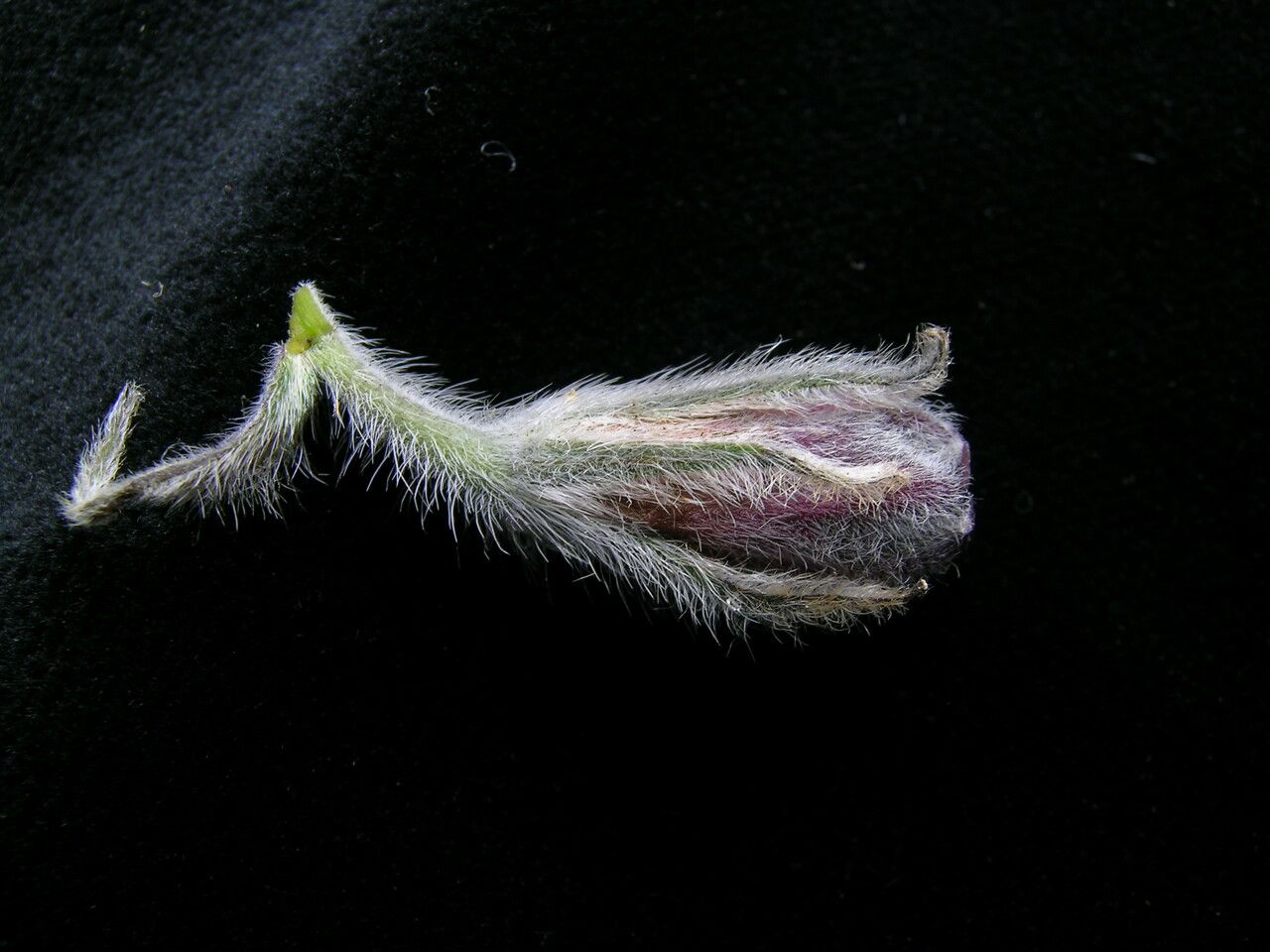 Onosma bracteata fruit
