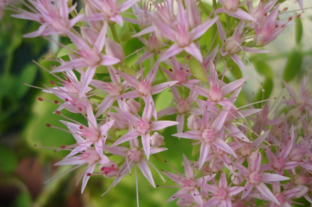 Hylotelephium argutum flower
