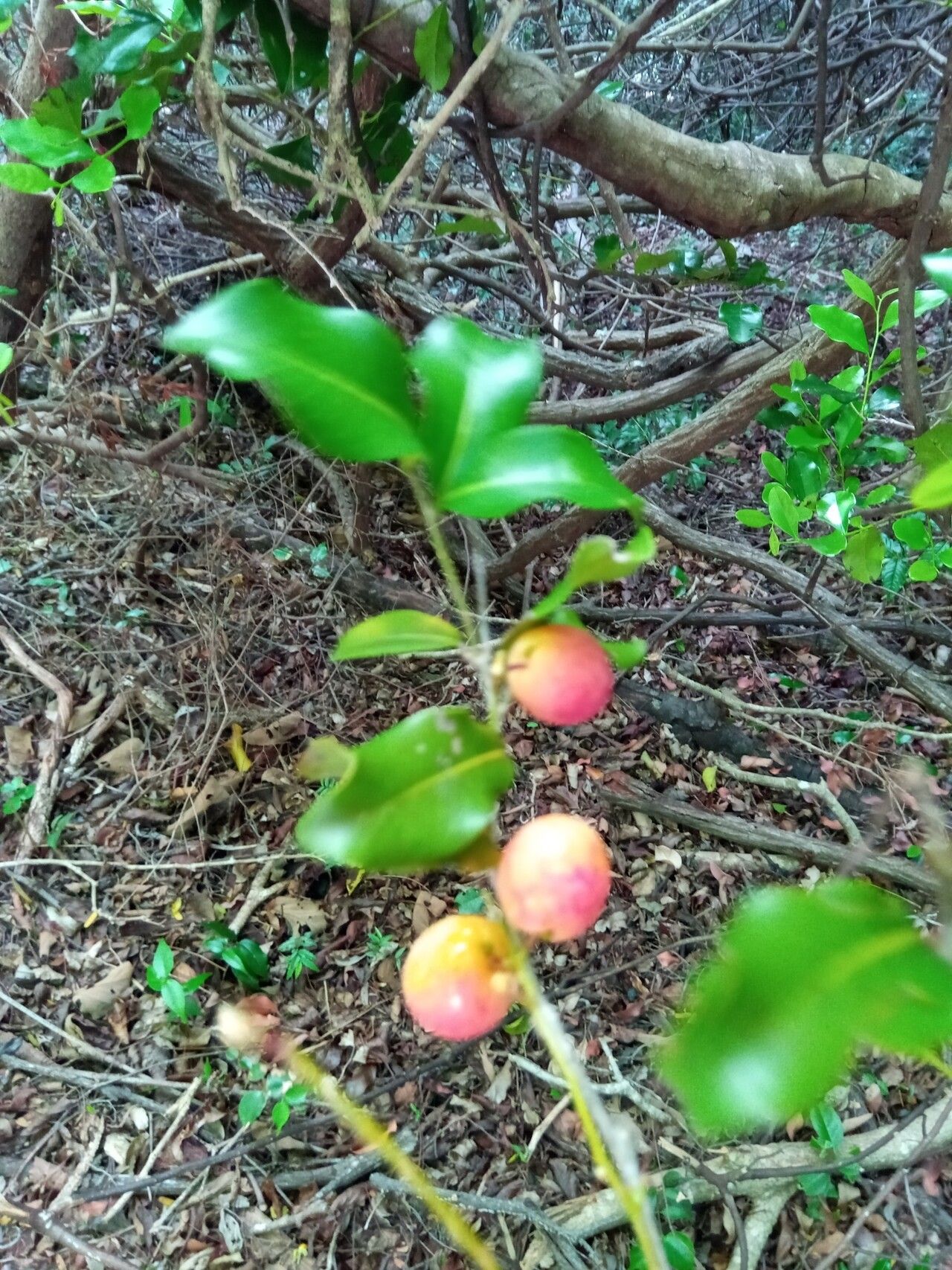 Lepisanthes perrieri — related species from the same genus