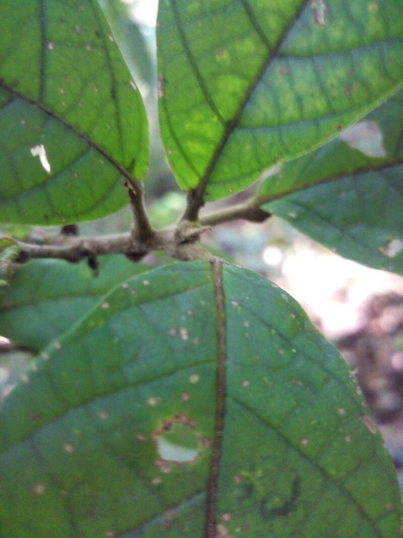 Sloanea tuerckheimii leaf