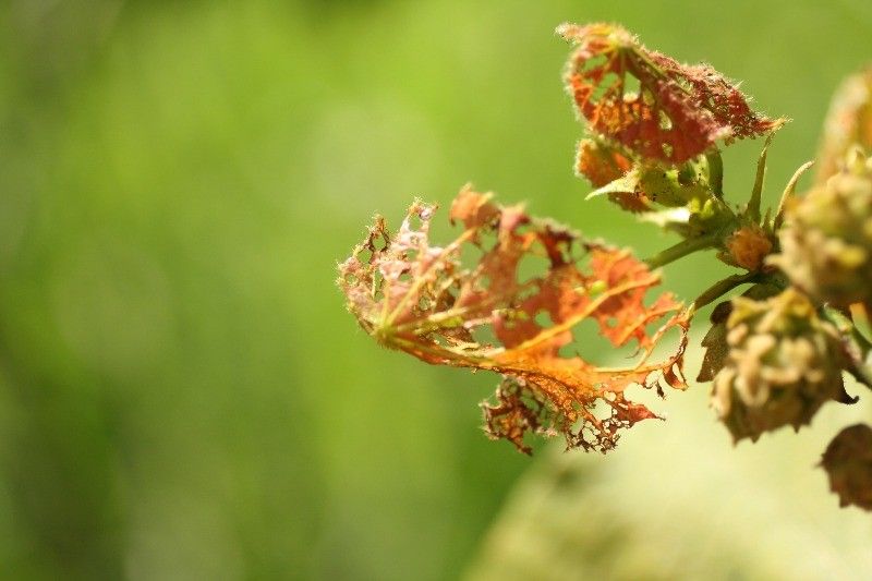 Dombeya ciliata — search result for 'Dombeya'