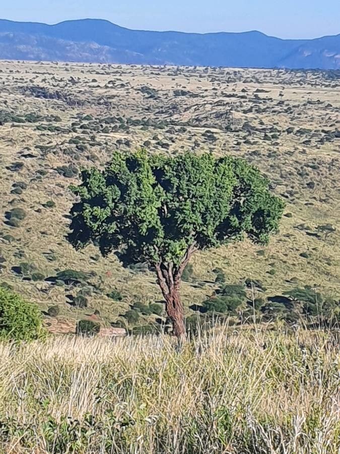 Zanthoxylum chalybeum habit