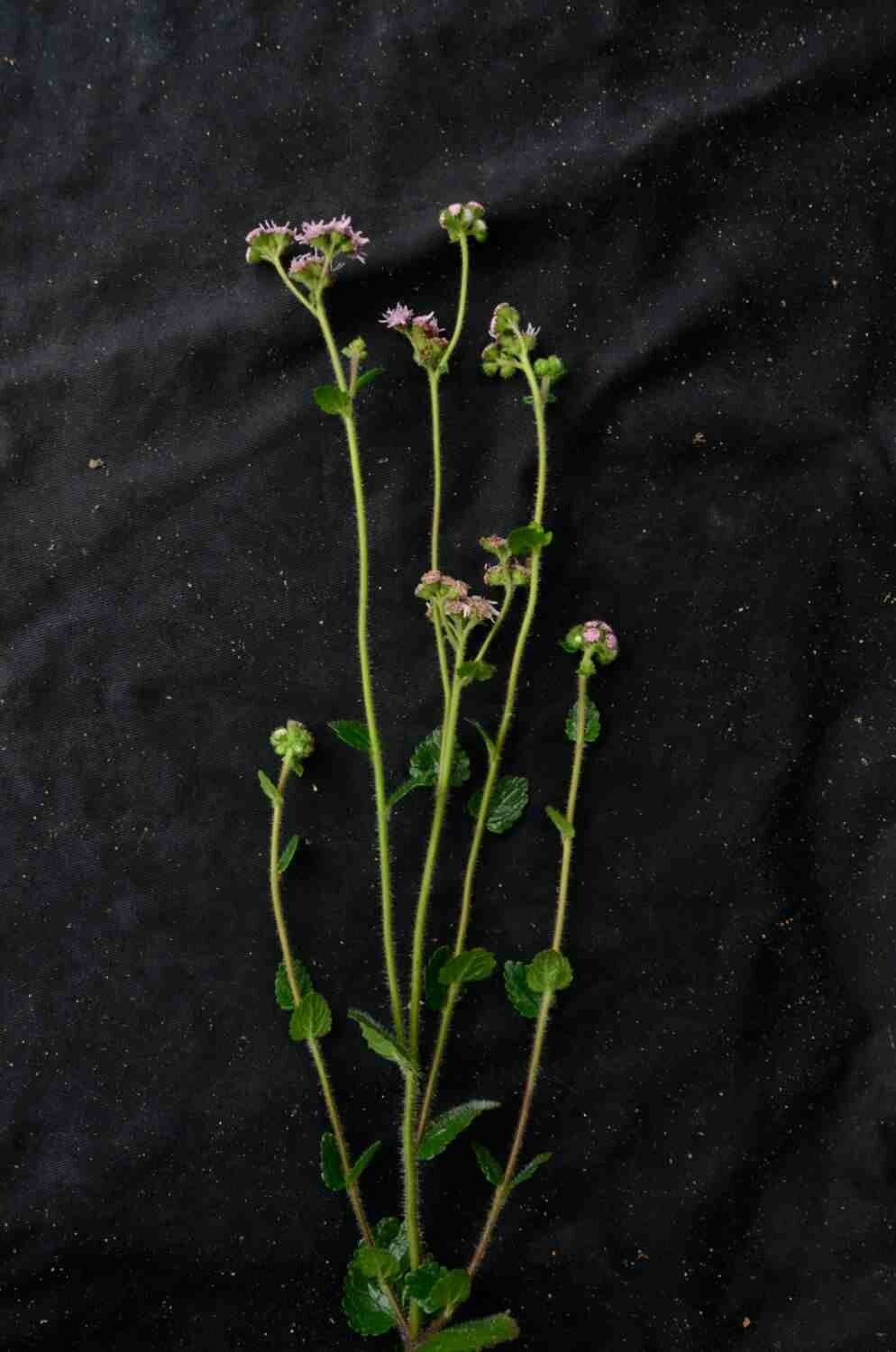 Conocliniopsis prasiifolia leaf