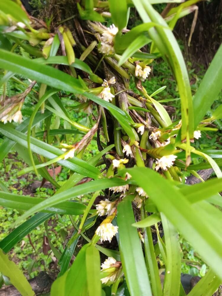 Maxillaria neglecta habit