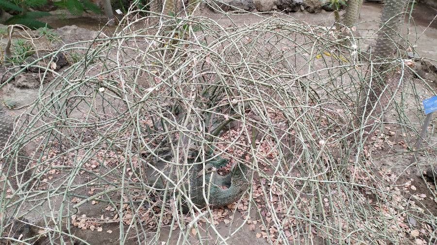 Adenia spinosa — houseplant care guide