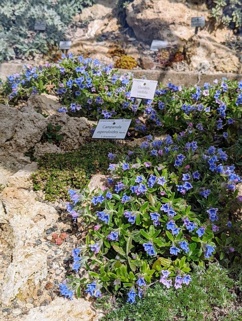 Glandora oleifolia habit