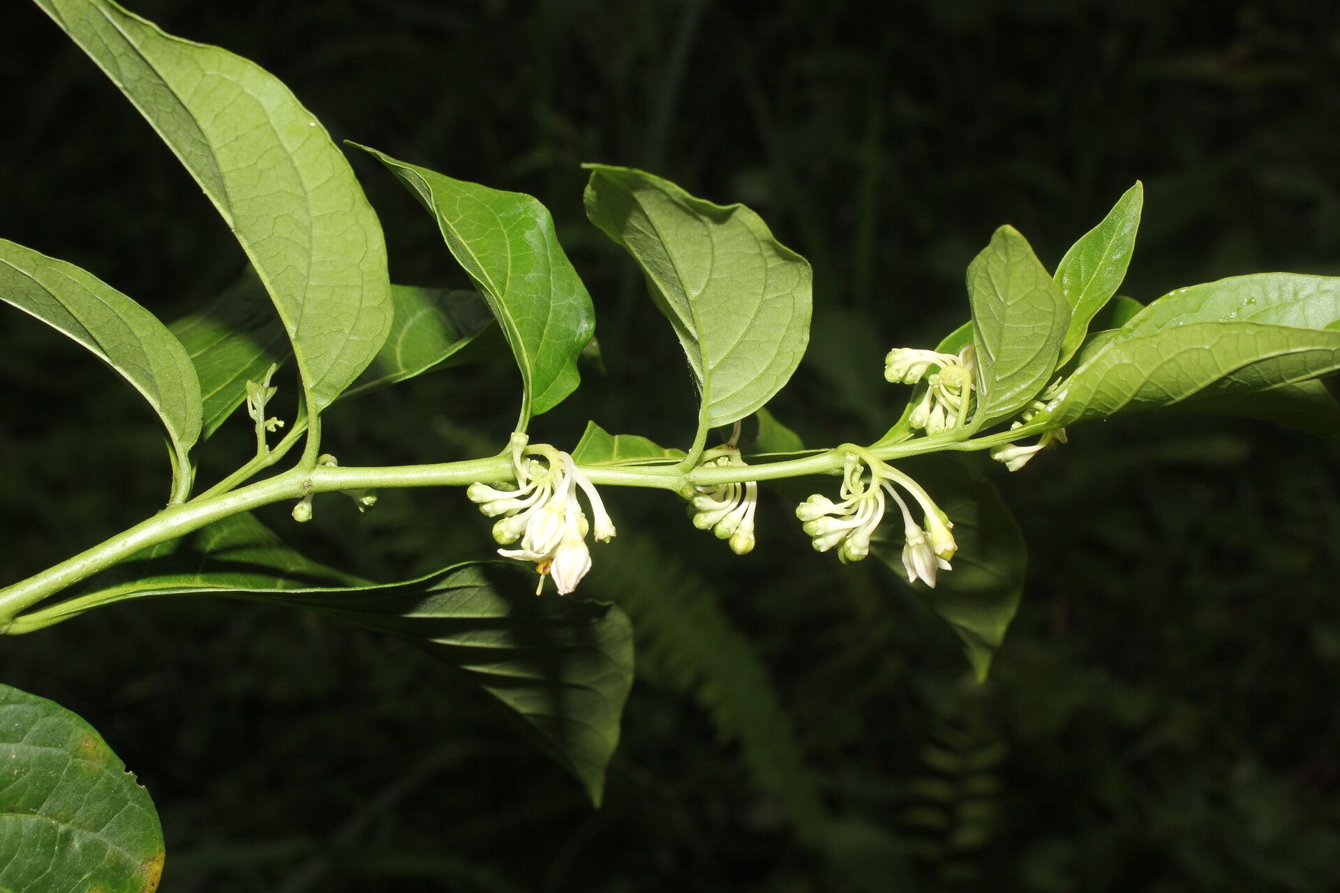 Solanum aphyodendron flower