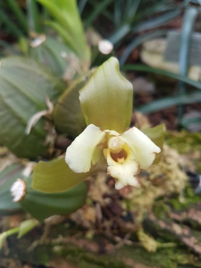 Pholidota pallida flower