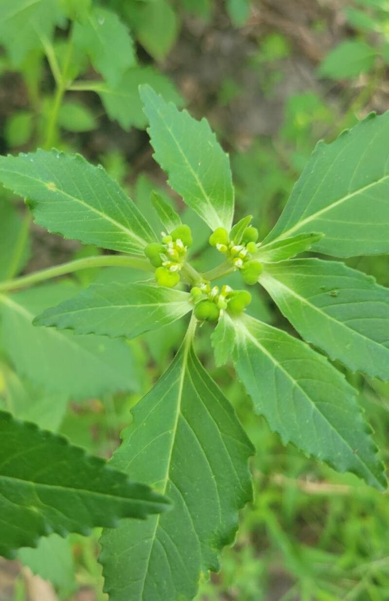 Euphorbia davidii flower