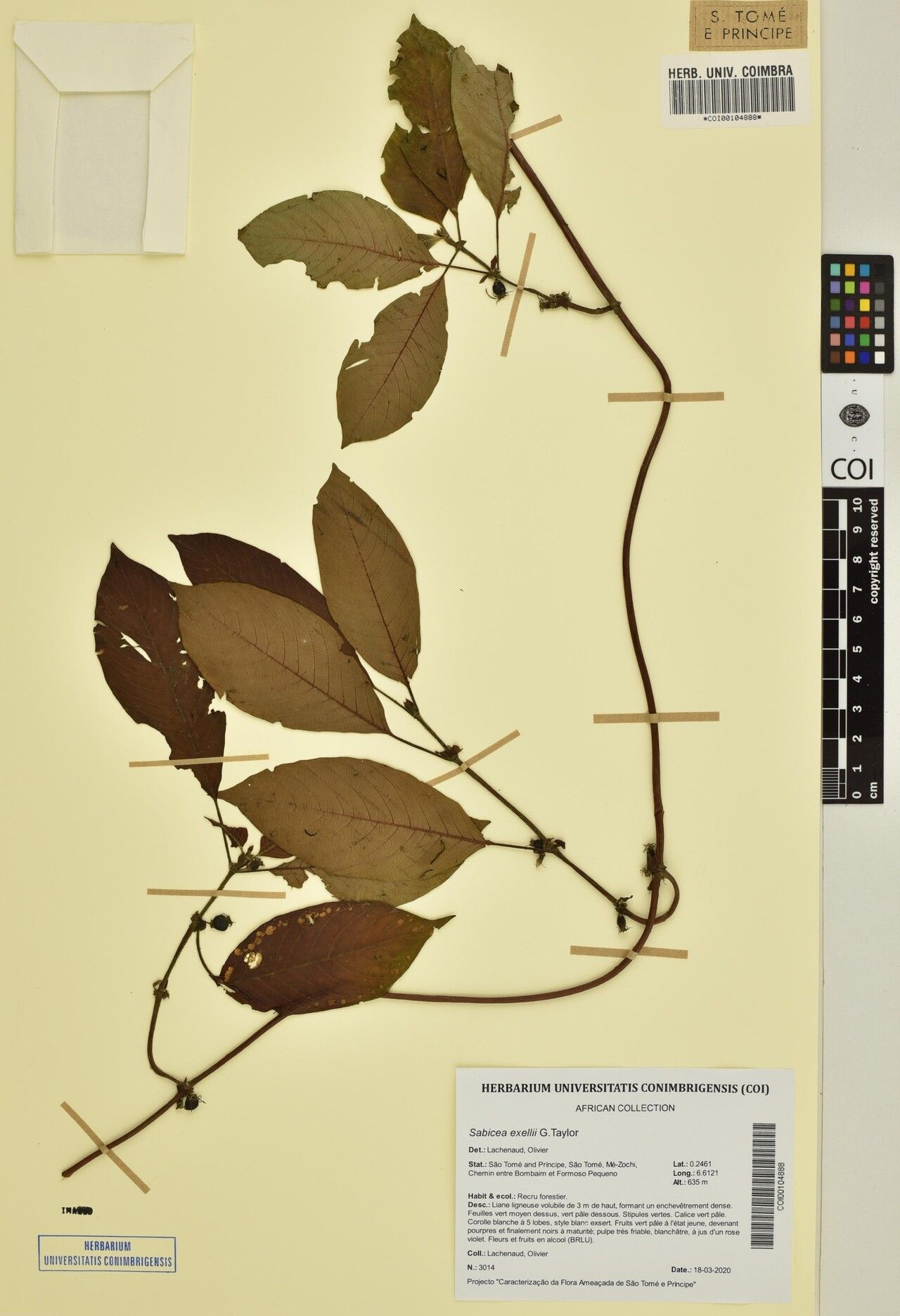 Sabicea exellii — houseplant care guide