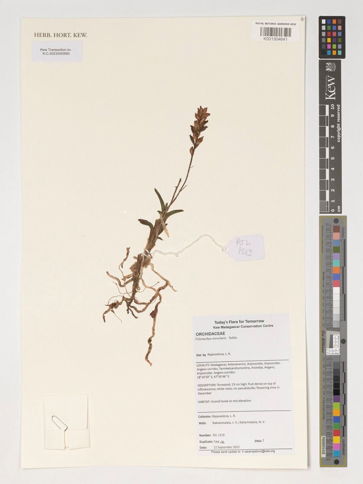 Polystachya oreocharis — houseplant care guide