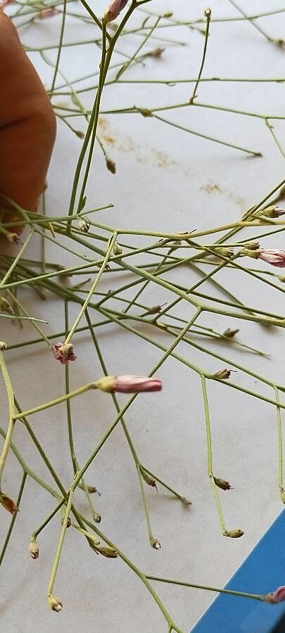 Acanthorrhinum ramosissimum leaf