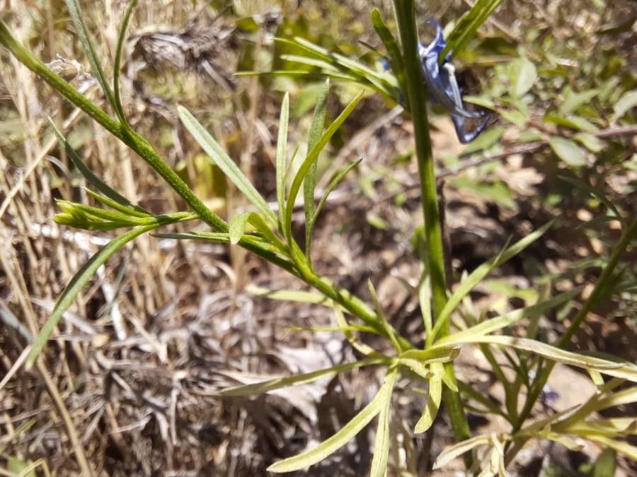 Delphinium verdunense — search result for 'Delphinium'
